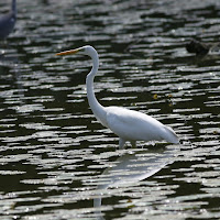 Airone bianco di 