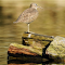 Item logo image for common sandpiper