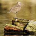 common sandpiper Chrome extension download