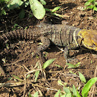 Ringed Spiny-tail Iguana (male)