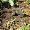 Ringed Spiny-tail Iguana (male)