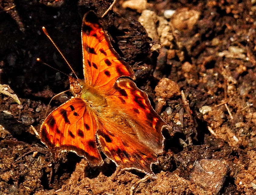 Eastern Comma