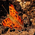 Eastern Comma