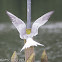 Common Tern