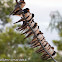 Barn Swallow; Golondrina Común