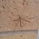 Cellar Spider