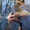 Wood Frog