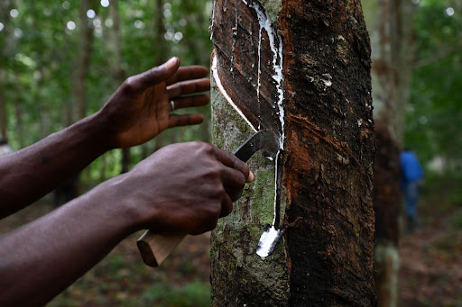 Rubber poses a bigger threat to Africa than the bloc’s imports of palm oil, yet it is not included in a law designed to stop trees being cut down outside the EU. Picture: BLOOMBERG