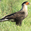 Crested Caracara