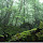 Jungle Forest HD Wallpapers Landscape New Tab