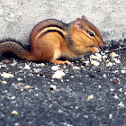 Eastern Chipmunk