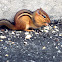 Eastern Chipmunk