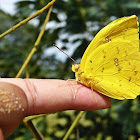 Orange-barred Sulphur