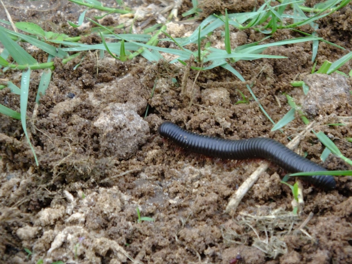 giant milipede