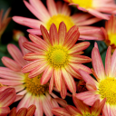 Gerbera flowers