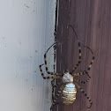 Banded Garden Spider