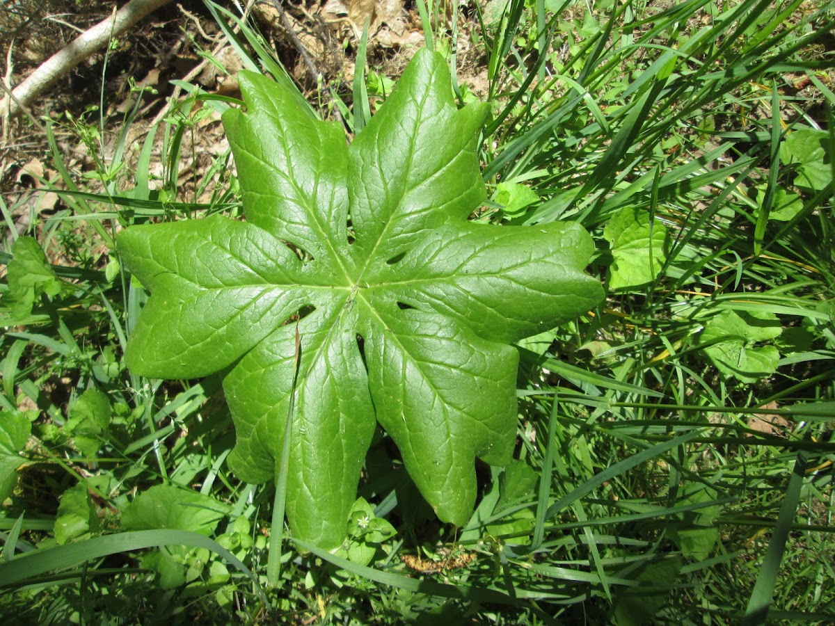 Mayapple