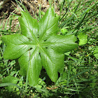 Mayapple