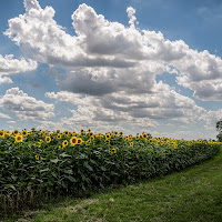 Nuvole e girasoli...indicano la via di Concetta Caracciolo