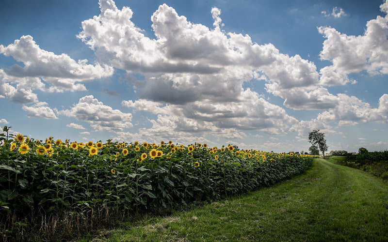 Nuvole e girasoli...indicano la via di Concetta Caracciolo