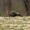 Wild Turkey