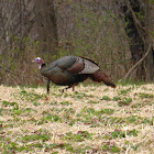 Wild Turkey