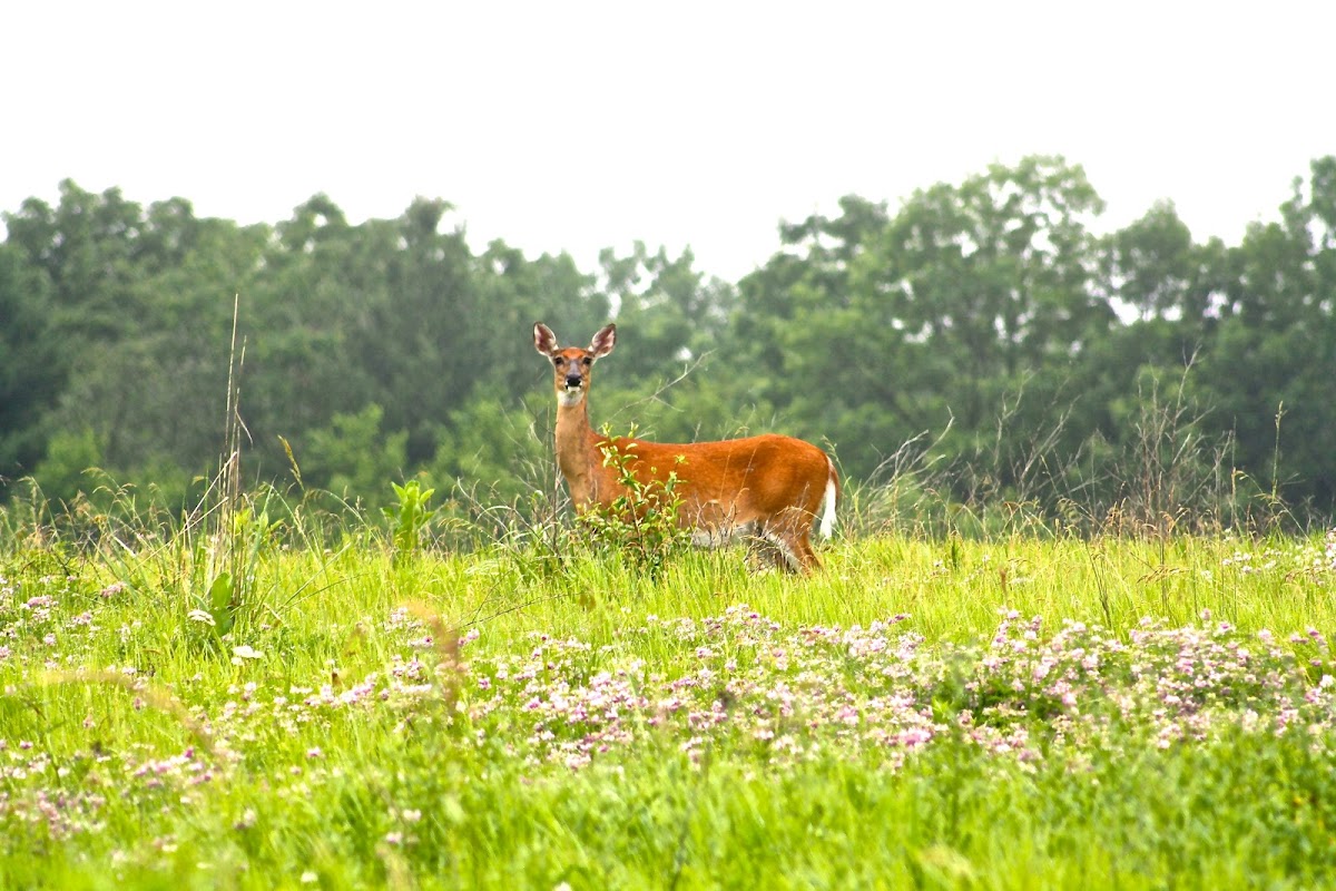 White-tailed Deer Doe