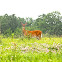 White-tailed Deer Doe