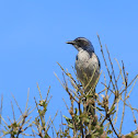 California Scrub Jay