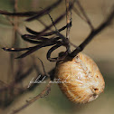 Praying Mantis eggcase