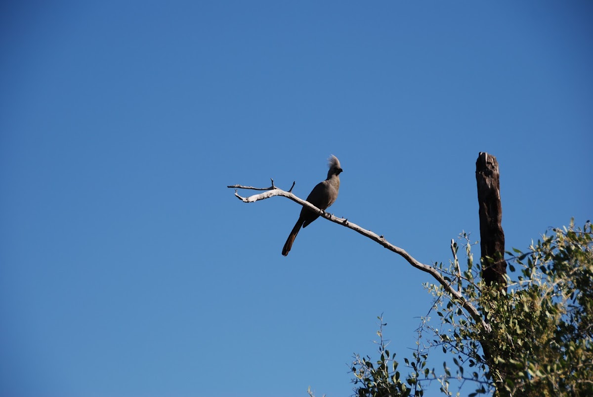 Grey Go-Away Bird