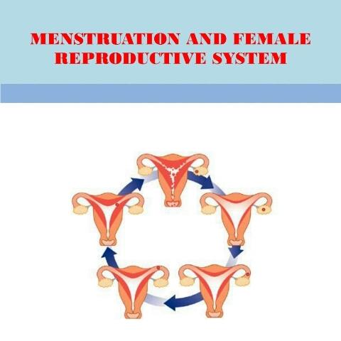 MENSTRUATION SYSTEM