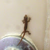 Gecko