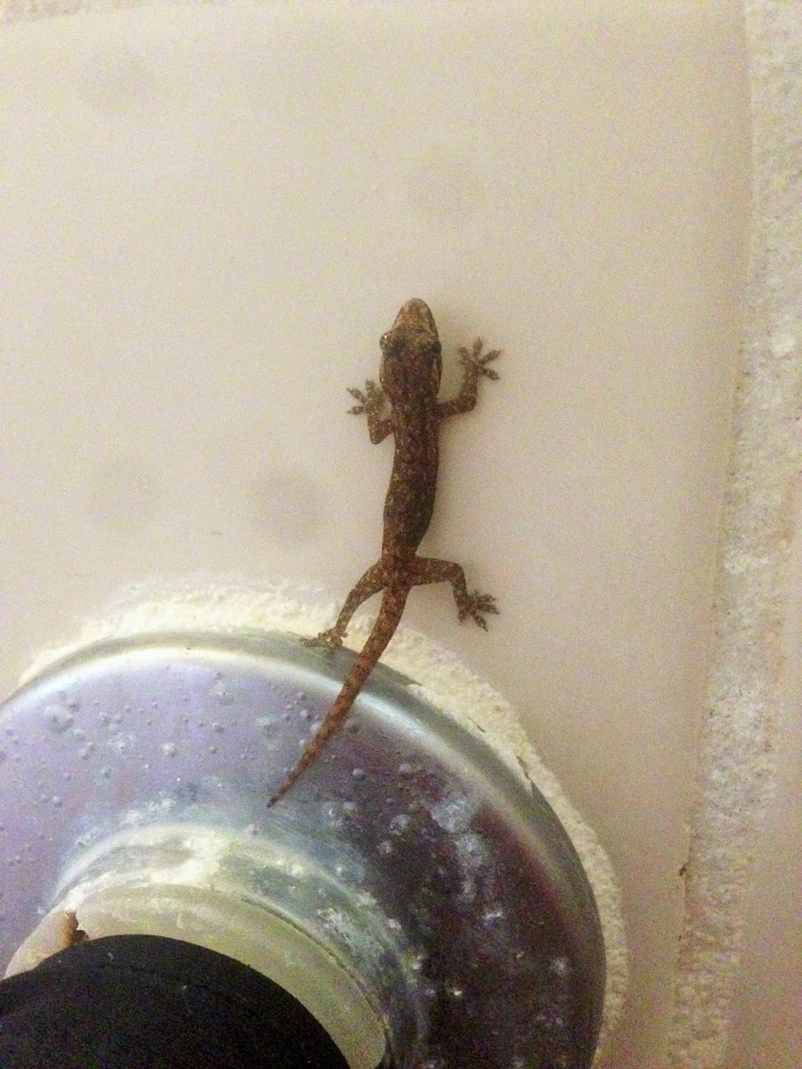 Gecko