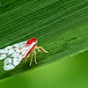 Red Derbid Planthopper