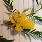 Partridge Pea