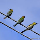 bee-eaters