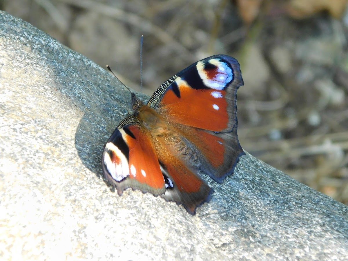 European Peacock Butterfly