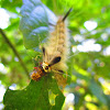 Astur Moth caterpillar