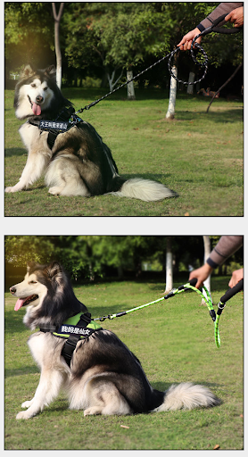 Title 1, Outdoor Nylon Woven Dog Walking Traction Belt, ...
