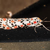 Crimson Speckled Flunkey