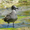 Western gull