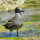 Western gull