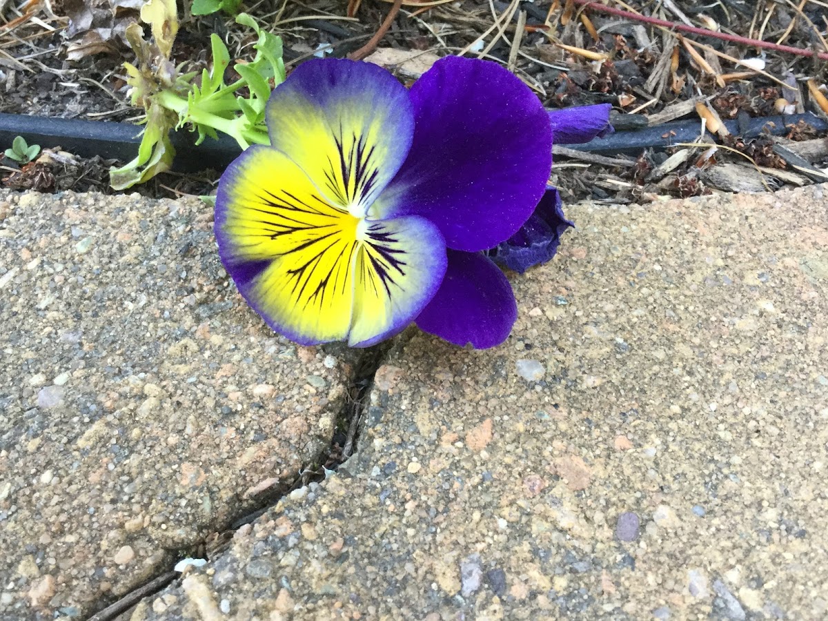 Pansy