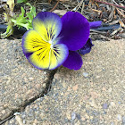 Pansy