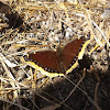 Mourning Cloak