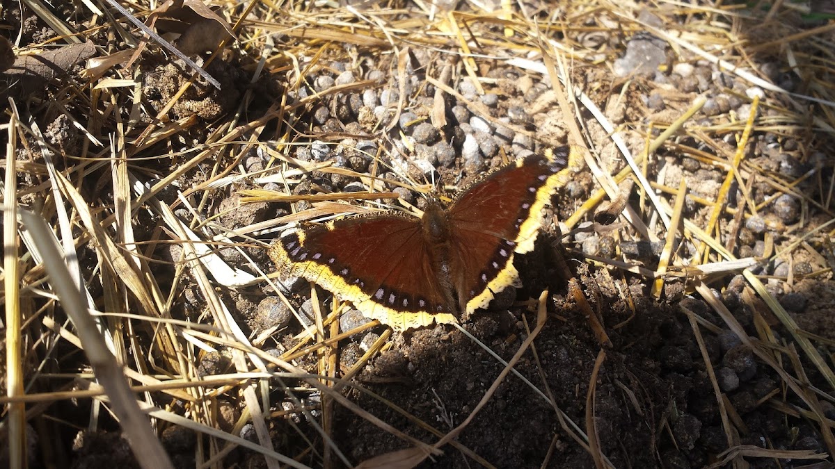 Mourning Cloak