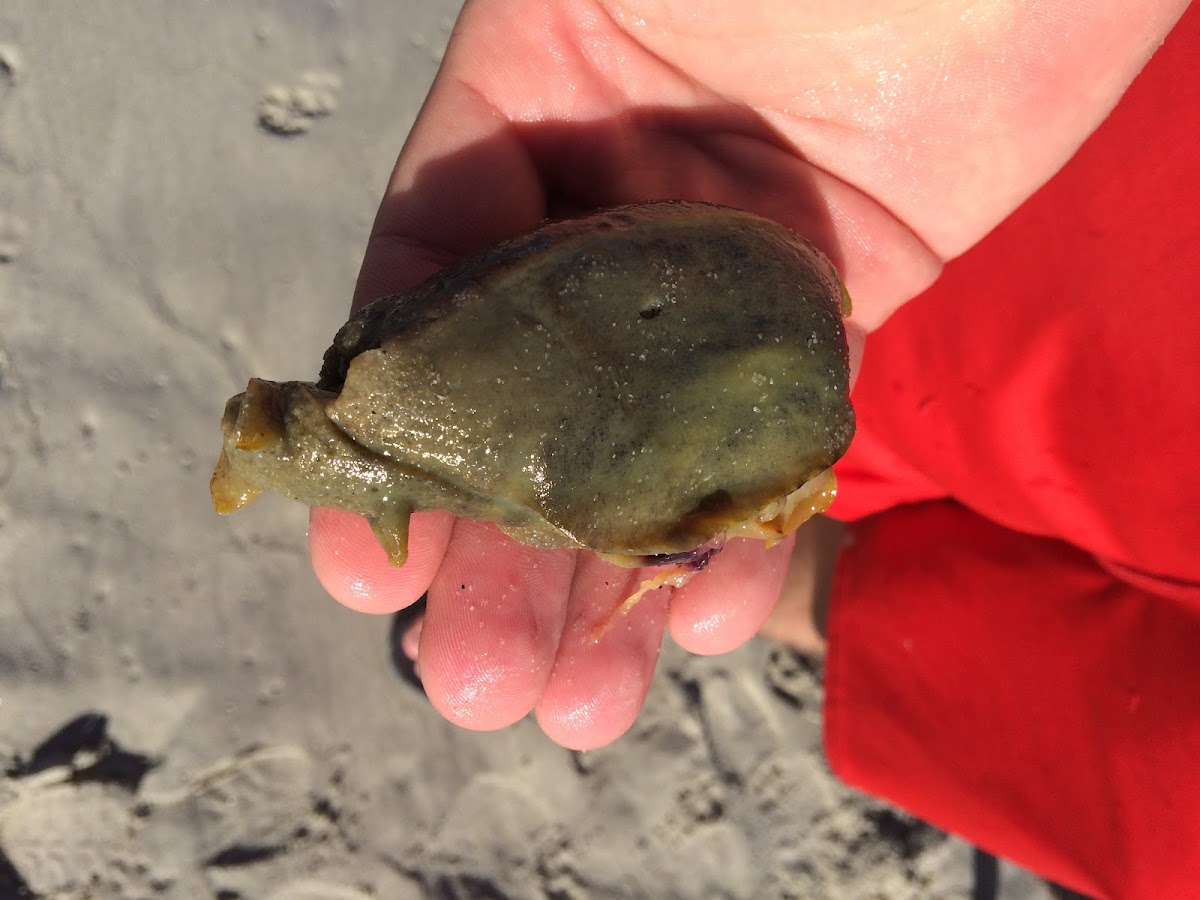 California Sea Hare