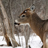 White-tailed Deer