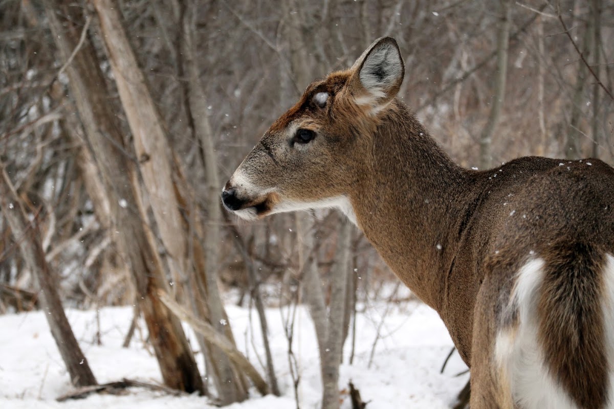 White-tailed Deer